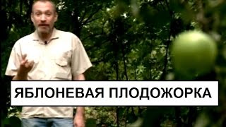 видео Плодожорка яблоневая. Борьба с плодожоркой