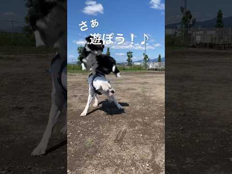 楽しく遊んで走ってすっきり♪ ゴールデンレトリバー　ボクサー犬