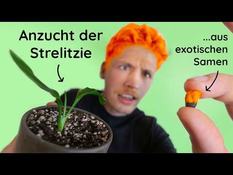 Strelitzie aus Samen ziehen (strelitzia reginae) - Tipps zu Samen,  Standort, Substrat und Gieen