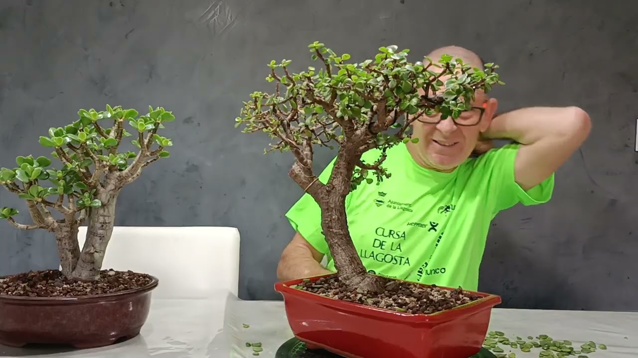 HACER DEFOLIACION A UNA PORTULACARIA AFRA BONSAI