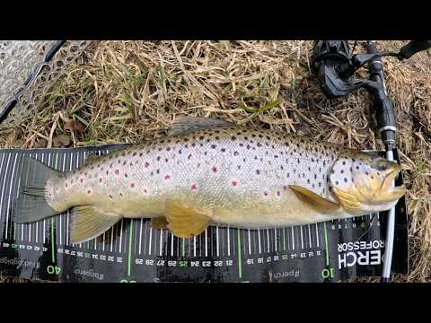 I checked if the cormorants ate the trout! Trout from a small river 2026
