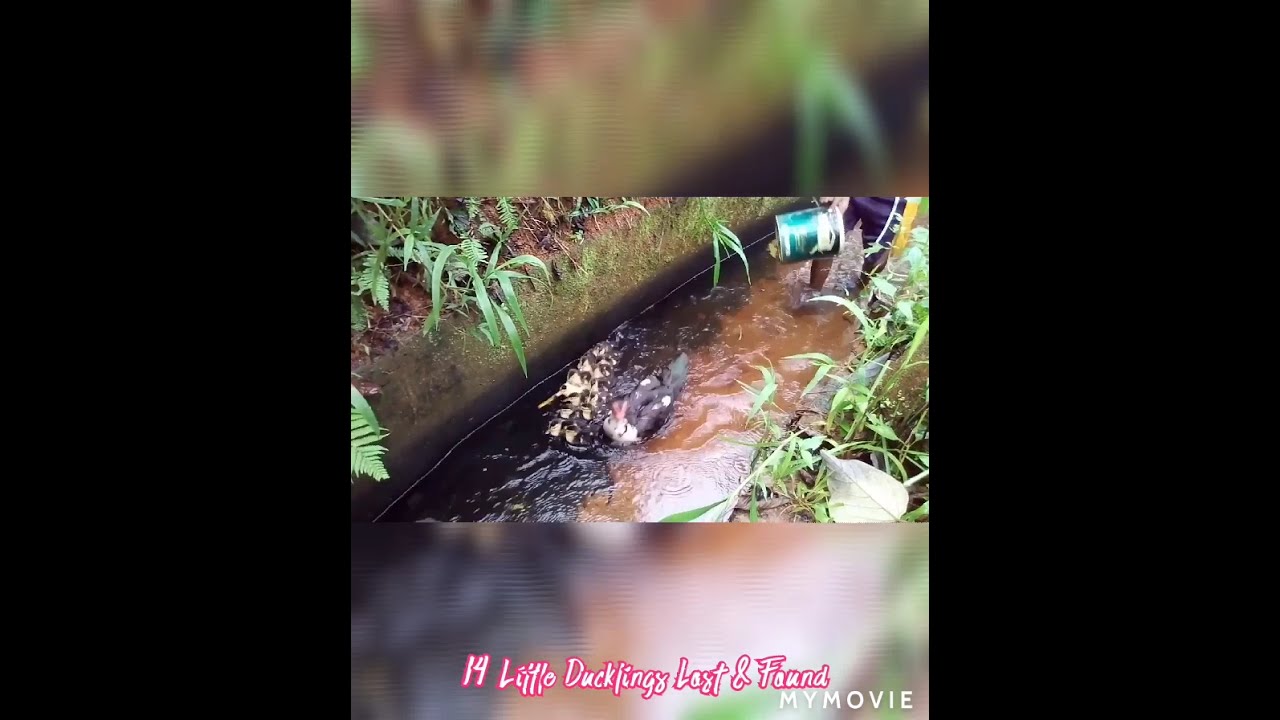 Cute Little Ducklings Lost & Found 