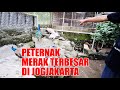 AWALNYA CUMA MODAL AYAM SEEKOR, KINI JADI PETERNAK DAN JURAGAN MERAK TERBESAR DI JOGJA