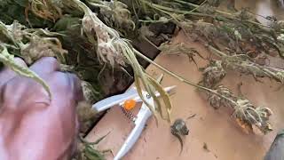 Indoor grow: trimming Raspberry Parfait & getting ready for Outdoor grow season