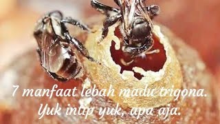 7 Manfaat MADU Trigona / Klanceng bagi Kesehatan herbal tanpa kimiawi.