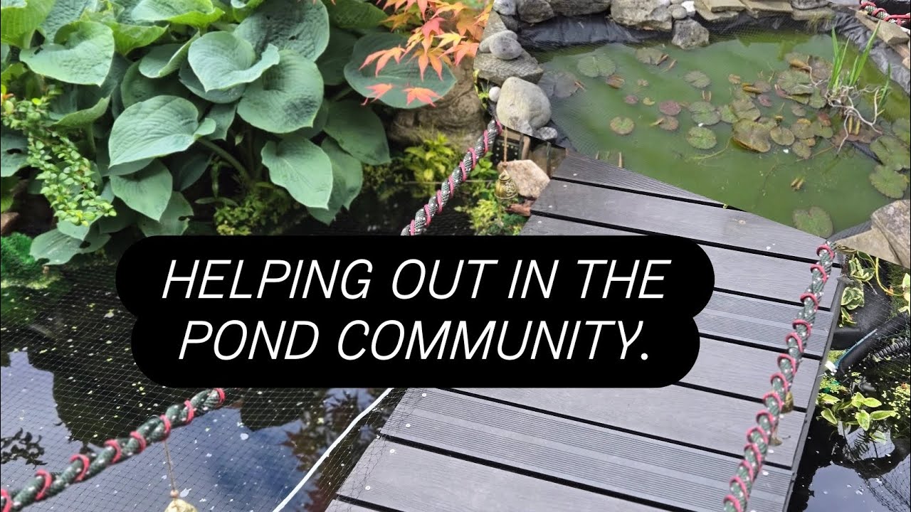 HELPING OUT THE POND COMMUNITY! PARASITES & WATER QUALITY - YouTube