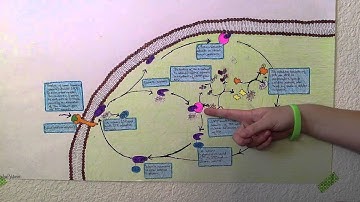 Bio 201 Modeling Project: Membrane Receptors: G Proteins, cyclic AMP and signal transduction.