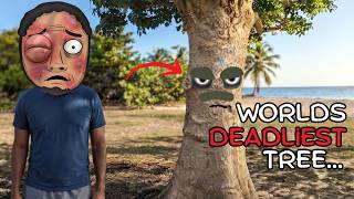 The worlds deadliest tree…