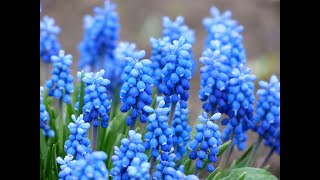 Blue Flower Dreams – Soft Sleep Music for Deep Rest & Calm screenshot 2