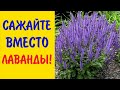 ПОСАДИТЕ вместо ЛАВАНДЫ эти ЦВЕТЫ! Они неприхотливы и очень похожи на лаванду.