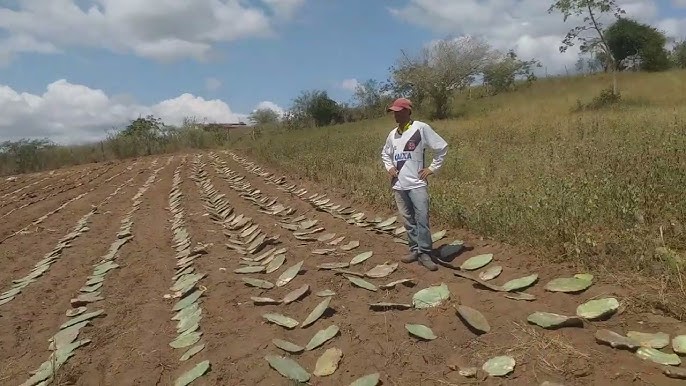 Horta urbana: produção de alimentos do quintal está perto de 1