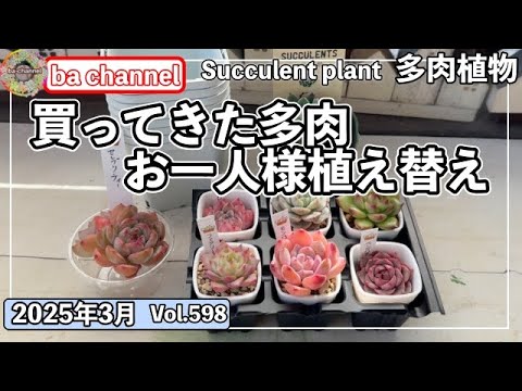 598 {Succulents} A slightly different way to use soil in a slit