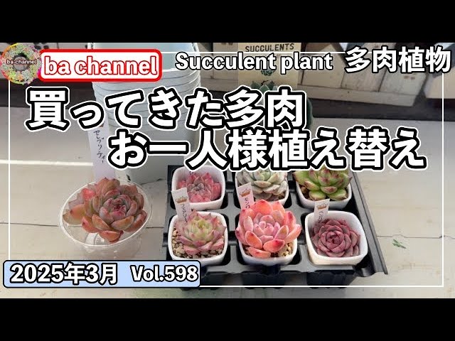 598 {Succulents} A slightly different way to use soil in a slit