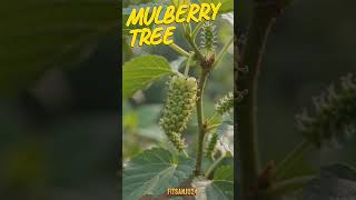 Mulberry Tree Timelapse 💜 #Shorts #Mulberry Tree #shorts