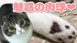 肉球を余すことなく披露する猫【スコティッシュフォールド】【Scottish Fold】