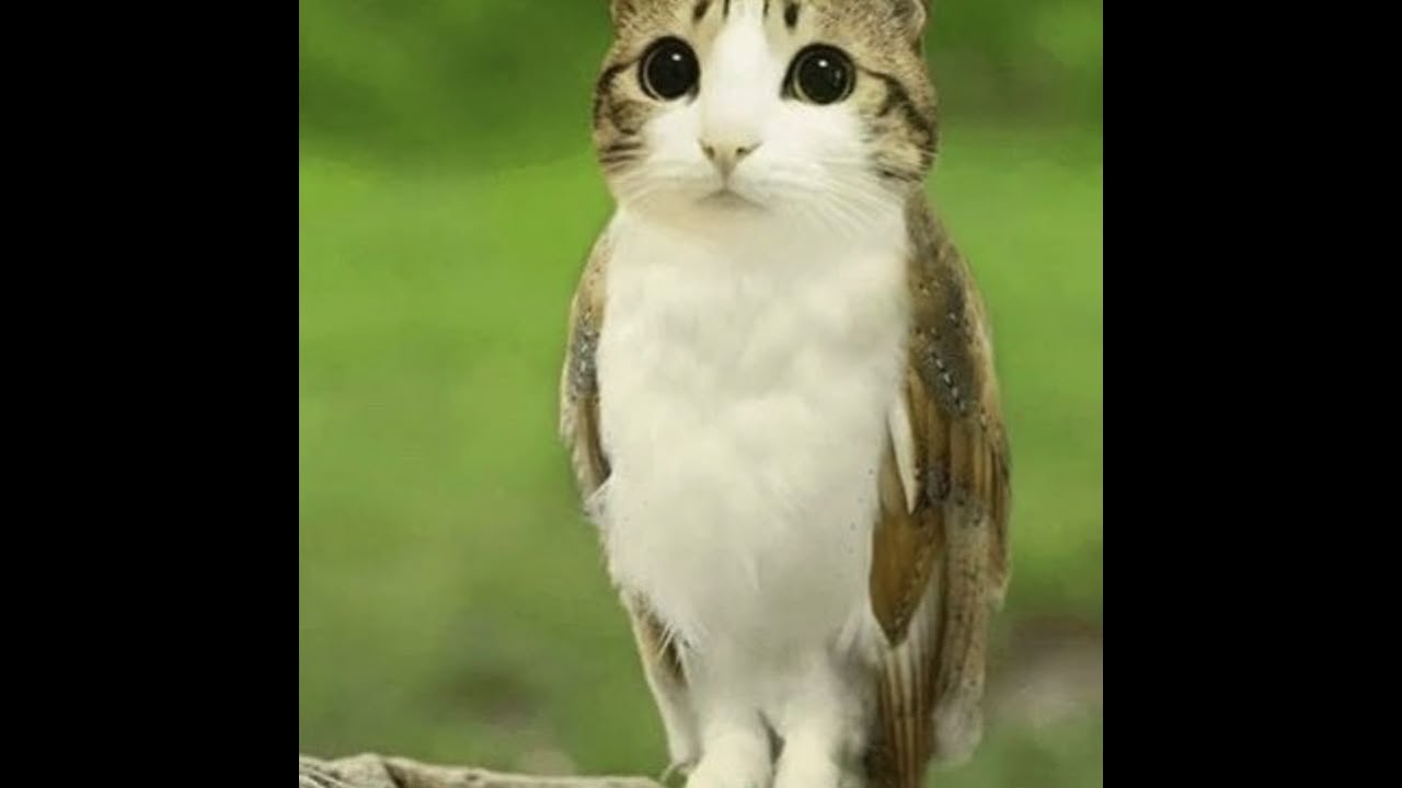 Aria Math Trap REMIX