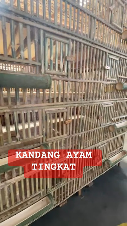 #B5 CONTOH KANDANG AYAM BERTINGKAT #bayusehatmandiri #bayudiningrat