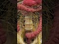 Colon Peristalsis & Nervous System | 3D Animation #medicalanimation #anatomy