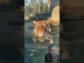बाघ पानी का असली बादशाह 😱 | #shorts​ #viralvideo​ #animalrescue​ #wildlife #tiger ...!!!