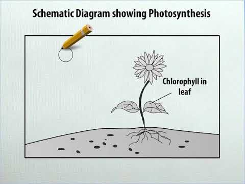 Make A Chart On Photosynthesis