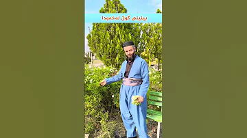 بینینی گوڵ لەخەودا 