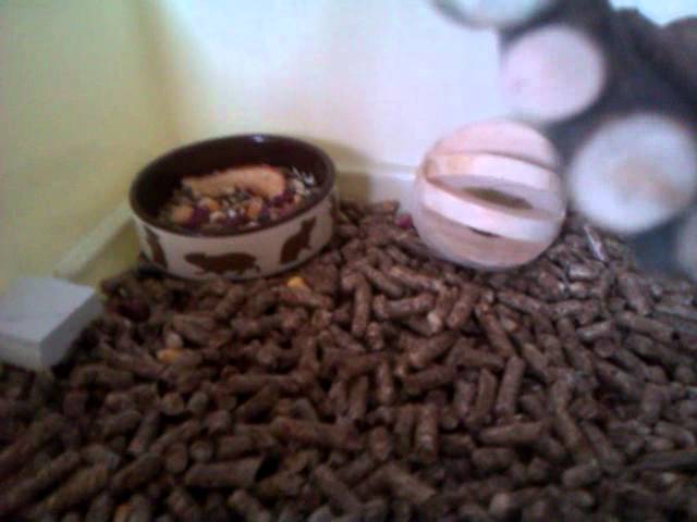 Клетка для хомяка.♥ Содержание сирийского хомяка.♥