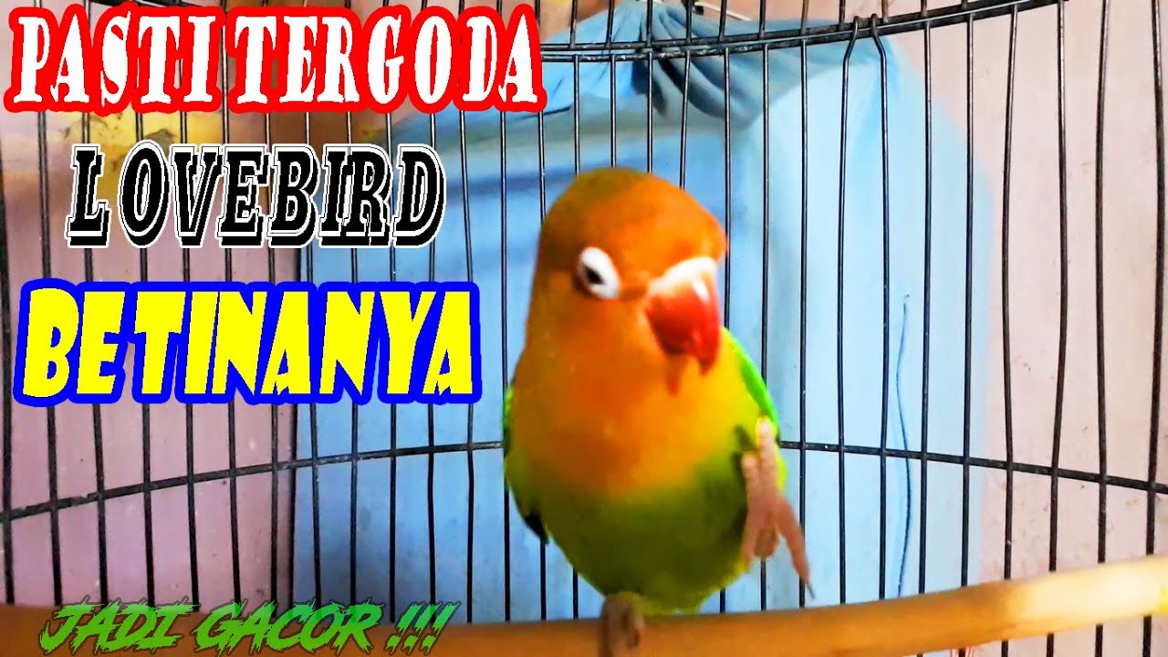 Lakbet Gacor Garuk Menggoda Betina Keluar Emosi Bunyi Ngekek Panjang