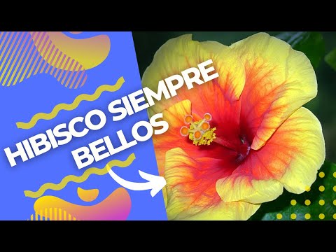 Video: Hibiscus Losing Leaves: aprenda sobre la caída de hojas en las plantas de hibisco