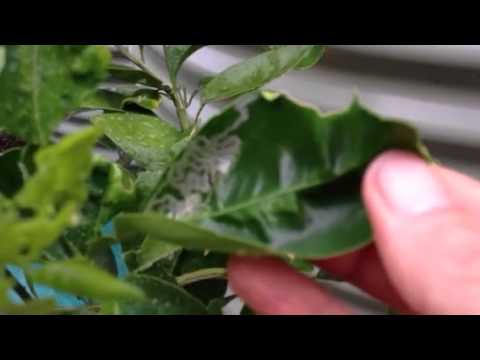 Citrus Secrets Leaf Miner You