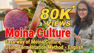 how to culture Moina live fish feed, Easy way of Moina Culture Using Fermentation Method - English