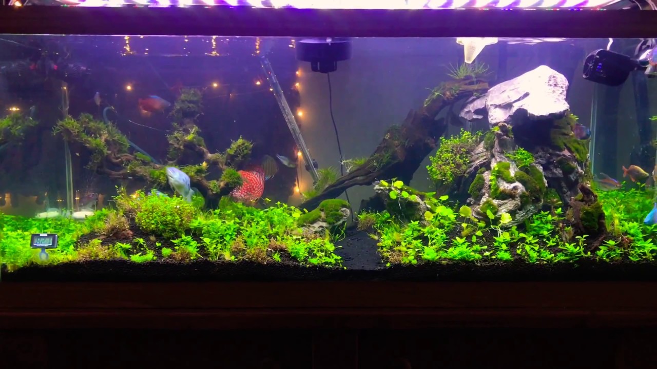 My Submerged Planted 80 Gallon Aquarium With Freshwater