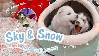 0  1 month old husky puppies | Sky & Snow Siberian Huskies