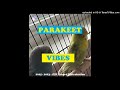 Parakeet Vibes - jeremy2050