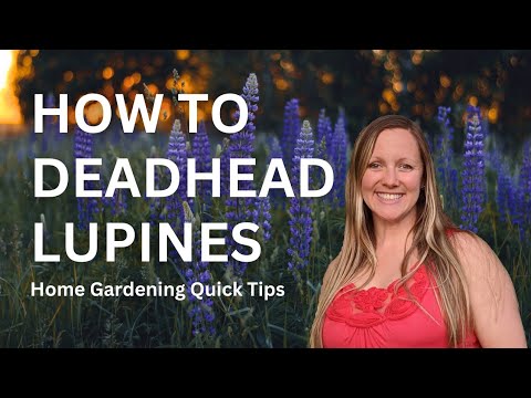 Deadheading Lupines - Quick & Easy - Keep lupines looking great all season!