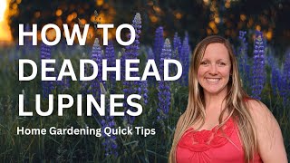 Deadheading Lupines - Quick & Easy - Keep lupines looking great all season!