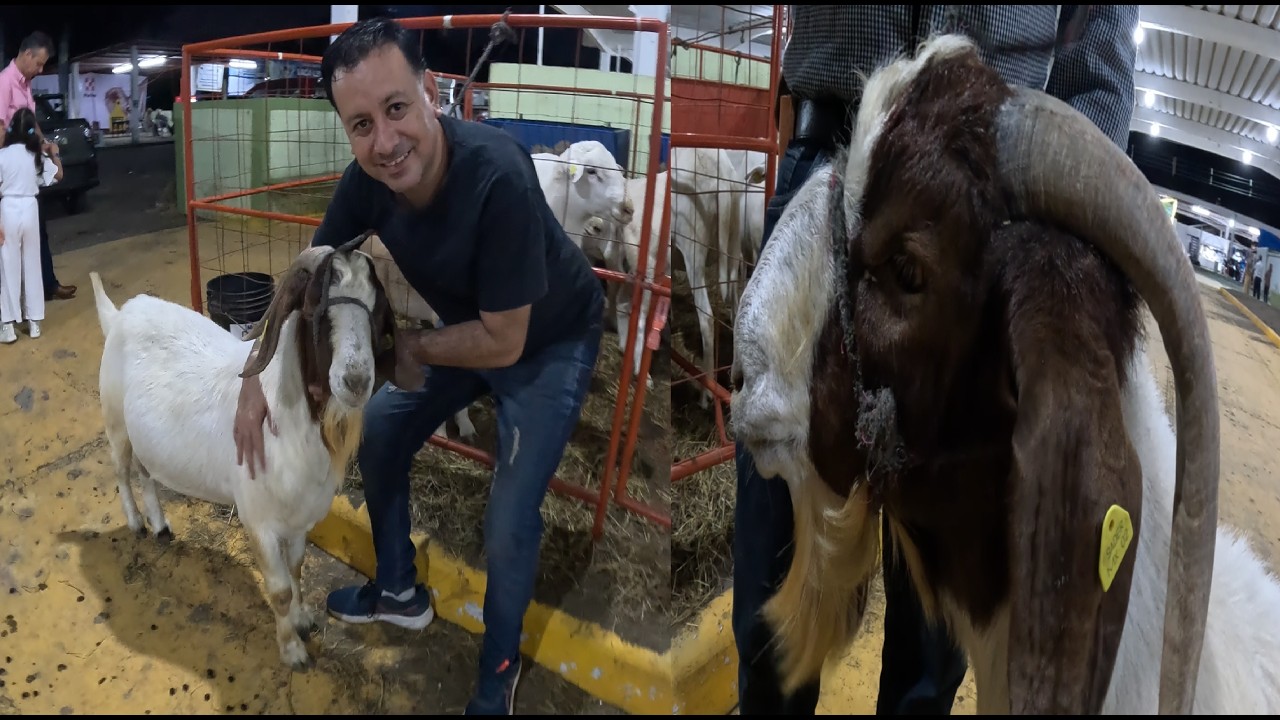 Raza Caprina Boer, La mejor Cabra para carne y valiosa Boer Breeds goat