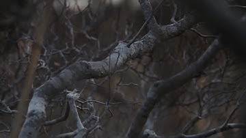 Hello Meteor - ｈａｒｂｏｒ (Music Video)