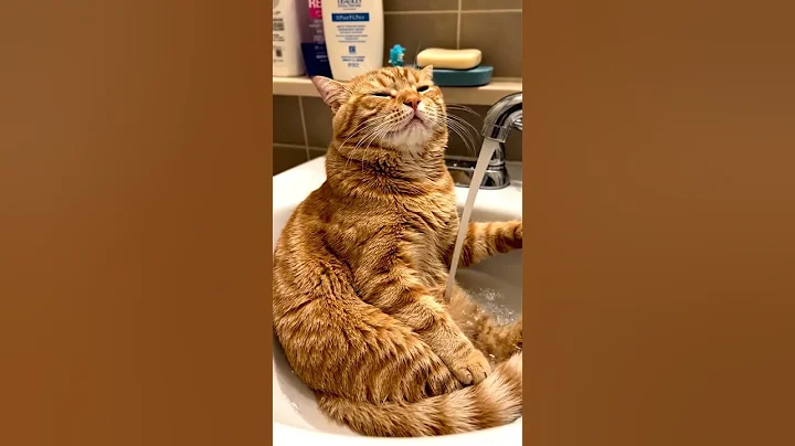 Watch the video about #3 Sink Taki-Gyo Master.#shorts #viralshorts #cat #mainecoon #funnycats #watercat #sinkcat #TakiGyo