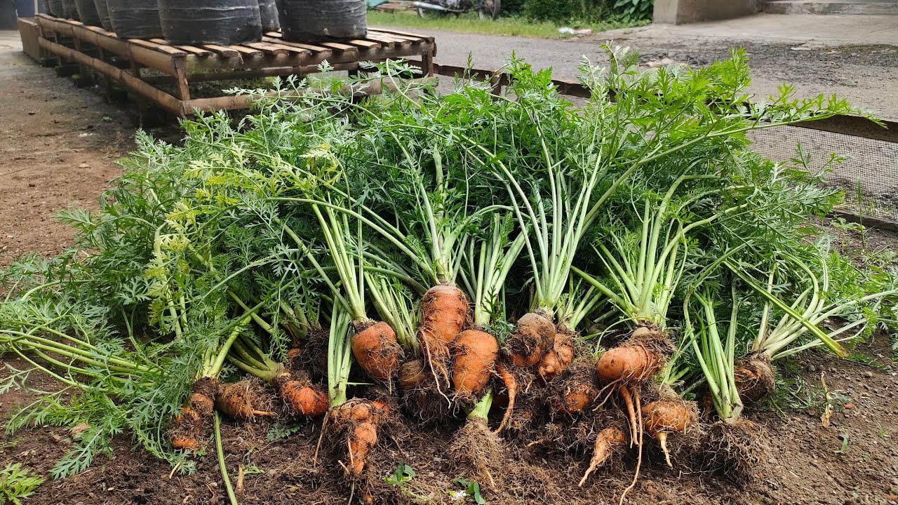 cara menanam wortel di botol dari benih sampai panen || planting