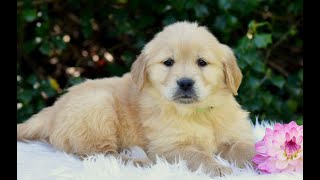 Golden Retriever Puppies for Sale by Infinity Pups 62 views 4 days ago 42 seconds