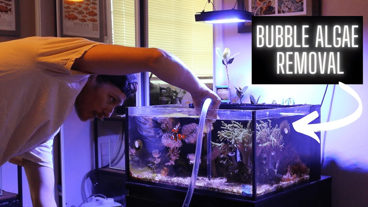 Bubble Algae Cleanup! YouTube