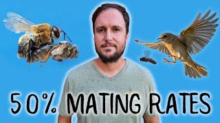 50% Mating and Final Cloake/QL Starter Cell Builder Test