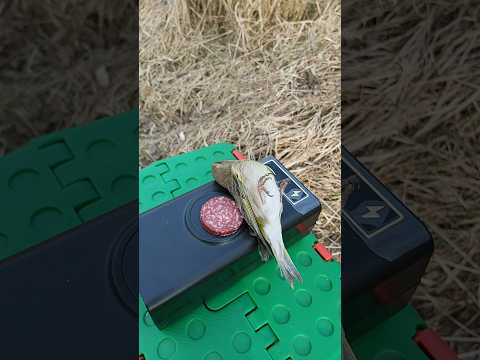 Видео: Зеленушка подзарядилась и улетела 