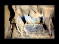 Albino elephants