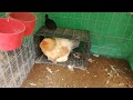 SOBREVIVIÓ EL POLLITO, MI GALLINA ADOPTÓ LOS 5 POLLITOS | Mariana Mai