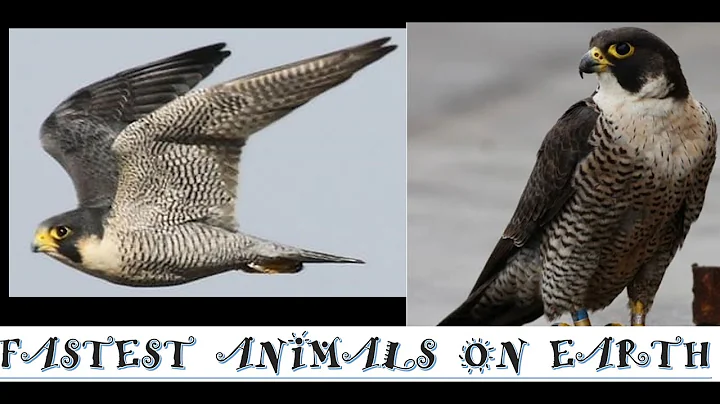 The FASTEST animals on earth- Peregrine Falcons