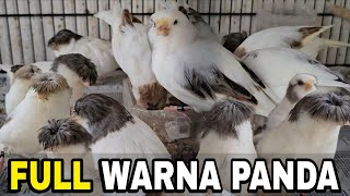 Download Lagu FULL CUANNN‼️HARGA PAUD WARNA PANDA TERNYATA MAHAL BANGET BURUNG INI MP3