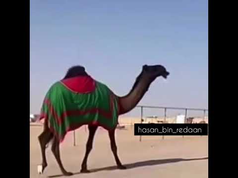 الحاكمه ل سعيد بن شديد المنهالي بنت حاكمان الفصام اختم اعجابك بذكر الله والصلاة على النبي