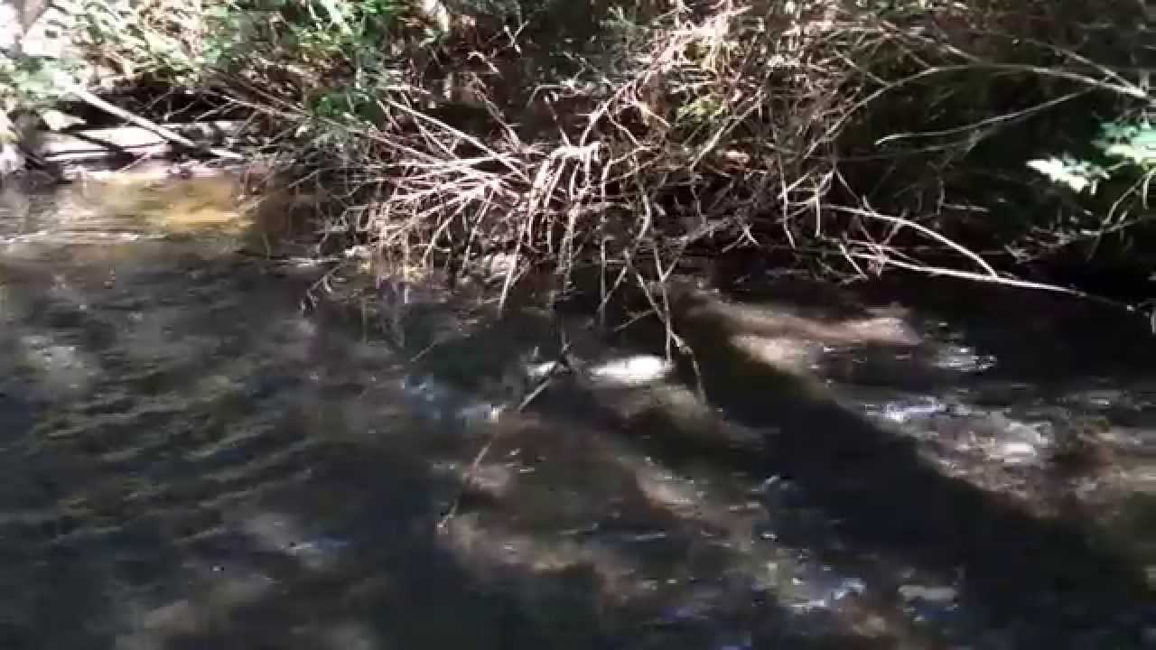 Chimacum Creek Chum Salmon