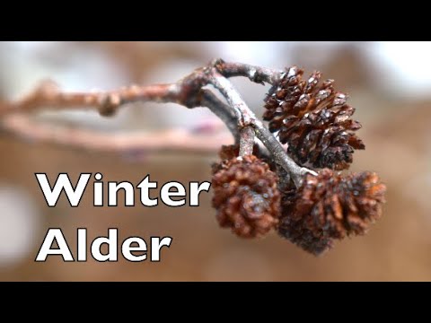 Video: Black alder: mô tả và ảnh. Màu đen và xám cũ hơn